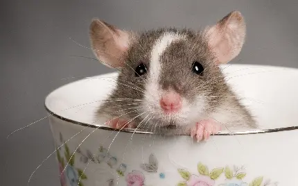 تصویر پروفایل کیوت و گوگولی موش کوچولو زیبا در فنجان 