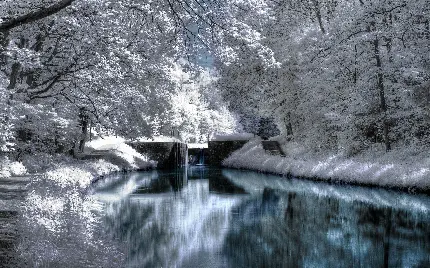 عکس استوک از یخبندان و برف فصل زمستان در جنگل 