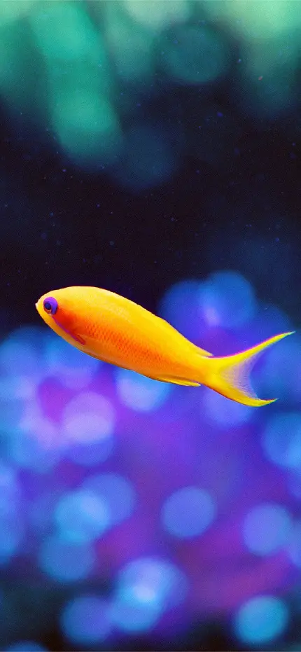 عکس ماهی نارنجی کوچولو با کیفیت بالا مناسب پس زمینه آیفون