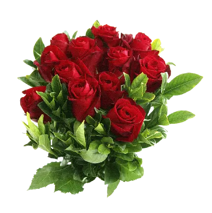 زیباترین عکس گل رز قرمز