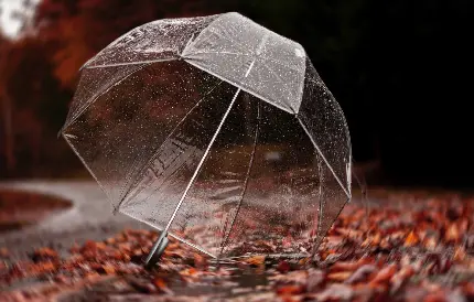 دانلود عکس چتر شفاف و شیشه ای بی رنگ روی برگ های پاییزی مناسب والپیپر انواع گوشی 