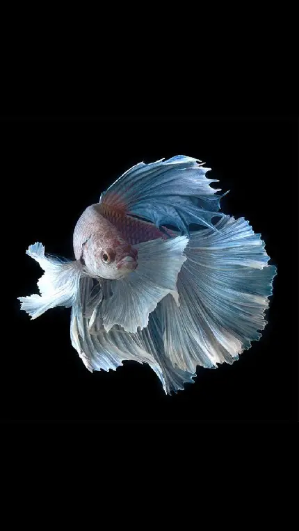 عکس ماهی یکی از قدیمی ‌ترین گونه‌ های جانوری با کیفیت بالا