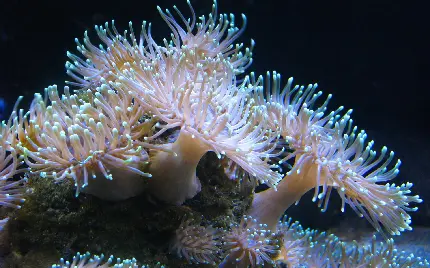 دانلود تصویر شگفت انگیز ترین موجود دریایی و آبزی 