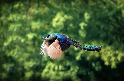 تصویر با شکوه از پرواز طاووس نر در طبیعت آزاد