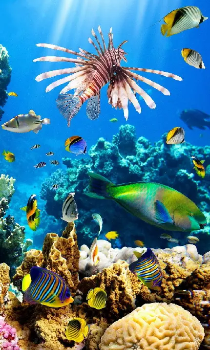 صخره های مرجانی یکی از متنوع ‌ترین اکوسیستم‌ های بیولوژیکی