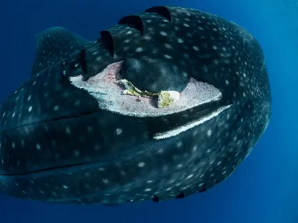 تصویر عجیب و دلهره آور کوسه نهنگ whale shark بزرگترین موجود دریایی کشف شده 