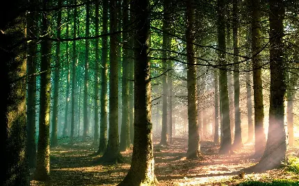 زمینه جنگل کاج پر طراوت همراه هاله های نور  چشم نواز