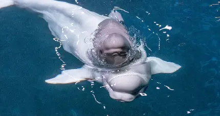 عکس استوک بچه نهنگ بلوگا سوار بر پشت مادرش