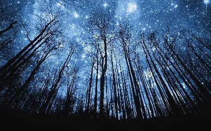 تصویر زمینه جنگل درخت های بلند و آسمان کهکشانی پر ستاره