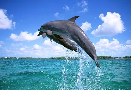 عکس استوک خفن از پرش دلفین ها در دریا