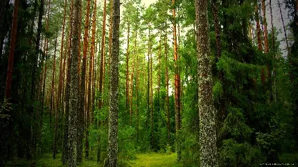 بهترین تصویر زمینه از جنگل سرسبز رویایی مخصوص ویندوز 12