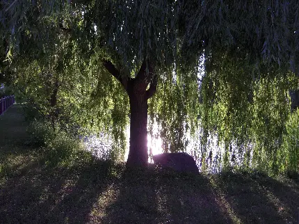 پس زمینه درخت بید ایستاده جلوی تابش نور خورشید با کیفیت بالا