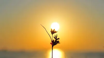قشنگ ترین والپیپر تصویر گل تازه روییده با زمینه نور آفتاب در حال غروب  