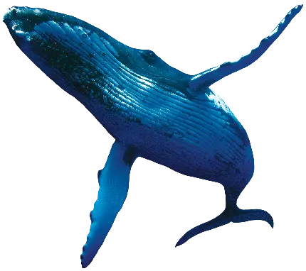 دانلود عکس نهنگ واقعی با فرمت PNG و دور بریده شده رایگان 