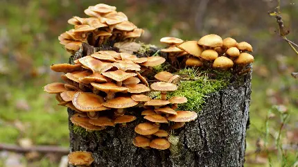 عکس پس زمینه جالب از قارچ های روییده از تنه درخت