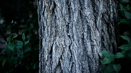 تصویر زمینه ویژه دسکتاپ با طرح دیدنی تنه درخت در تاریکی جنگل