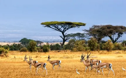 بکگراند گروه گوزن های وحشی از جاذبه‌های گردشگری پارک ملی آمبوسلی در کنیا 