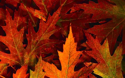 تصویر جذاب و دیدنی برگ های خاص پاییزی با رنگی های نارنجی و قرمز برای پروفایل 