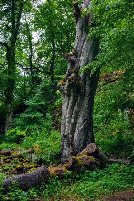 والپیپر تنه درخت عجیب و غریب در جنگل های دور