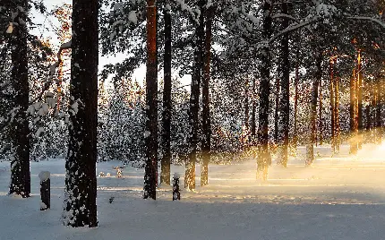 بک گراند صبح زمستانی روح نواز در میان جنگل های بکر 