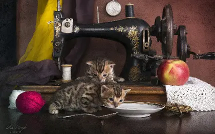 عکس بامزه و کیوت بچه گربه ها کنار چرخ خیاطی