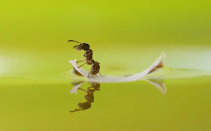 تصویر زمینه رایگان مورچه با تم سبز مخصوص محیط ویندوز 11