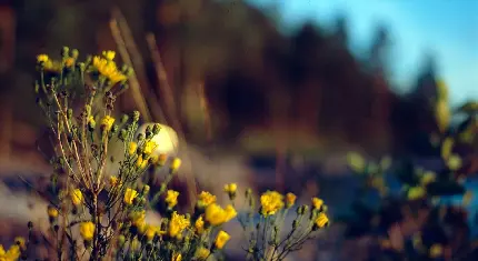 دانلود عکس بسیار زیبا و دیدنی از گل های ریز زرد رنگ 