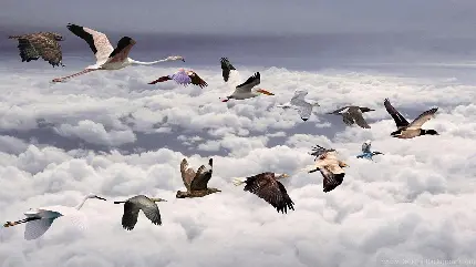تصویر فانتزی و جالب پرواز انواع پرنده ها بالا تر از ابرها