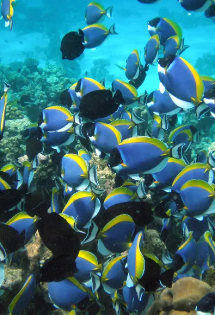 دانلود عکس جالب و دیدنی حمله ماهی ها به صخره های مرجانی