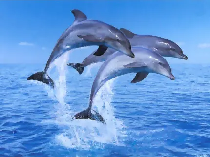 عکس از پرش دسته جمعی دلفین ها برای پشت زمینه کامپیوتر 