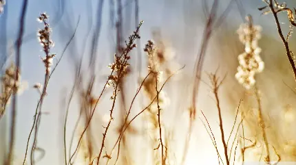 عکس استوک در کیفیت دلپسند از گیاه پامپاس با زمینه محو و مات