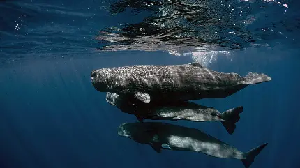 عکس استوک نهنگ اسپرم ماده و نهنگ‌های جوان در عرضهای جغرافیایی پائین‌تر