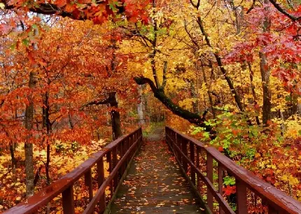 والپیپر پاییزی از درختان جنگل و پل چوبی قدیمی