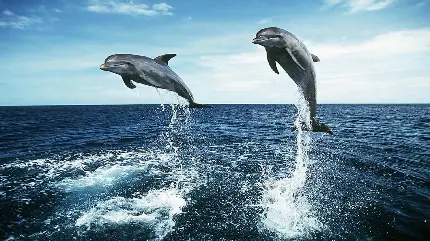 Wallpaper پرش باحال دلفین ها در دریای آبی