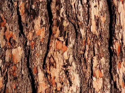 دانلود عکس استوک اچ دی HD پوست تنه درخت واقعی 