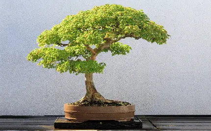 عکس های درخت بن‌سای یا بونسای محبوب در ژاپن و سراسر جهان