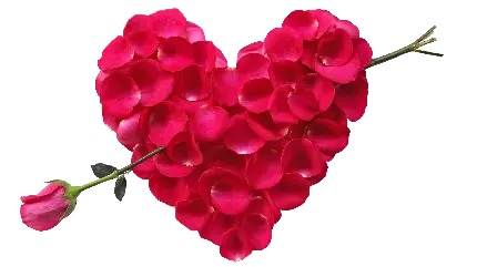 زیباترین عکس گل رز قرمز