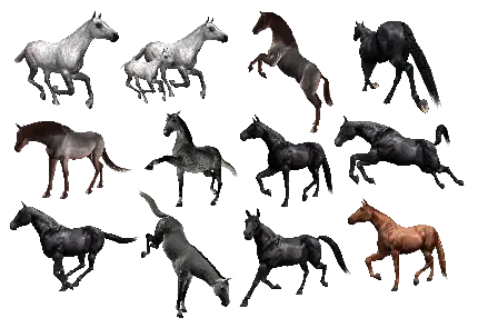 گلچین تصاویر اسب های مختلف دوربریده شده PNG پی ان جی 