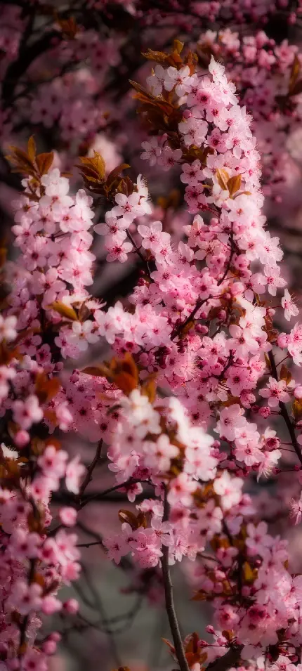 والپیپر پر ابهت و زیبای شکوفه های صورتی روی شاخه درخت