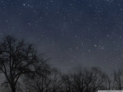 عکس درخت های بی برگ با آسمان شب و ستاره های درخشان