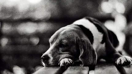 دانلود عکس پروفایل سیاه و سفید سگ گوگولی و کیوت غمگین 