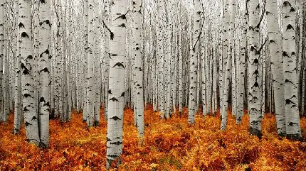 عکس تنه سفید درختان جنگلی در فصل پاییز برای پروفایل واتساپ