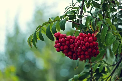 تصویر استوک میوه ی قرمز آویزان از درخت در زمینه تار