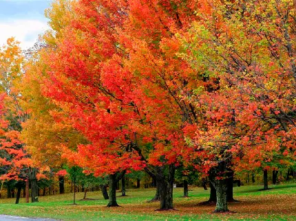 عکس ساده و رایگان درختان پاییزی با رنگ های زرد و نارنجی 