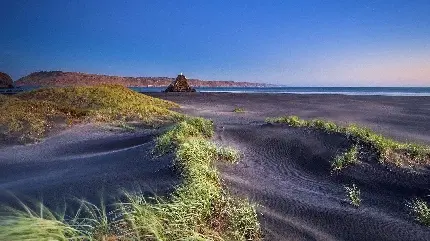 عکس خیلی باحال و جالب از چمن  روییده روی شن های ساحل
