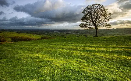 دانلود عکس درخت تنها بسیار آرامبخش و خوش آب و هوا 