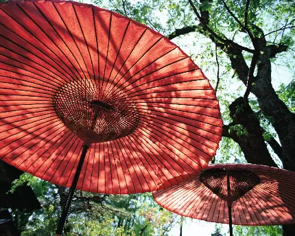 عکس چترهای ژاپنی در پس زمینه طبیعت سرسبز