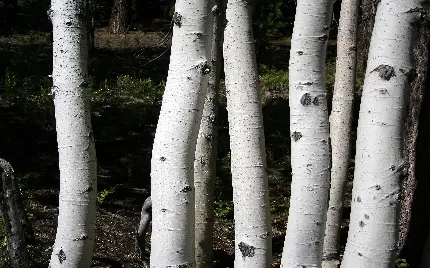 عکس ساده از درختان عجیب باریک با تنه سفید 