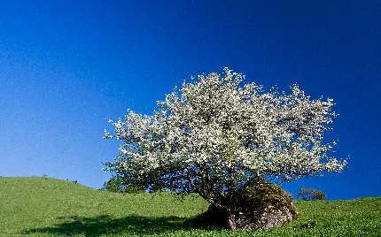 پربازدیدترین تصویر زمینه طرح درخت تنها با آسمان صاف آبی بدون ابر 