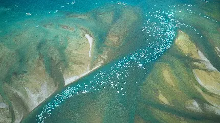 تصویر گرفته شده از بالا از شنا و کوچ دسته جمعی نهنگ های بلوگا